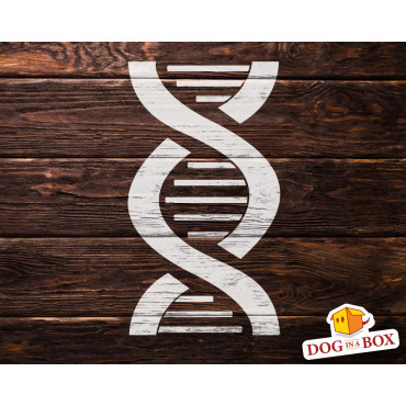 DNA stencil n.1 - Reusable DNA spiral helix, medical stencil for signs and wall decor